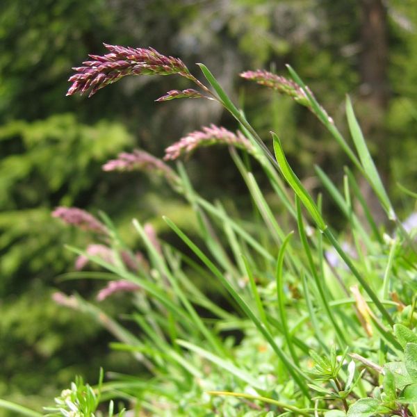 Alpine Meadow-Grass – Poa alpina
