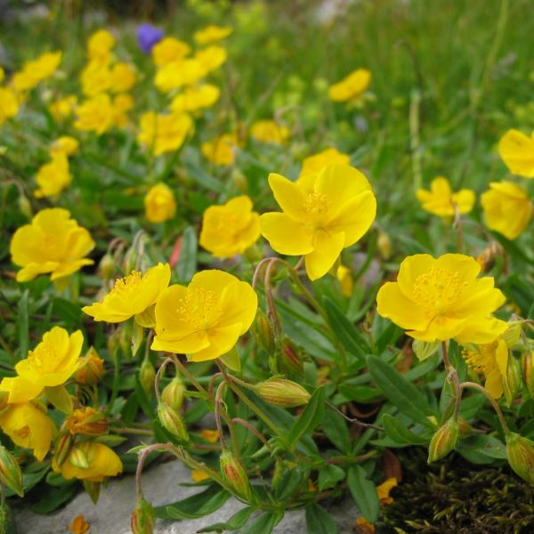 Sonnenröschen – Helianthemum