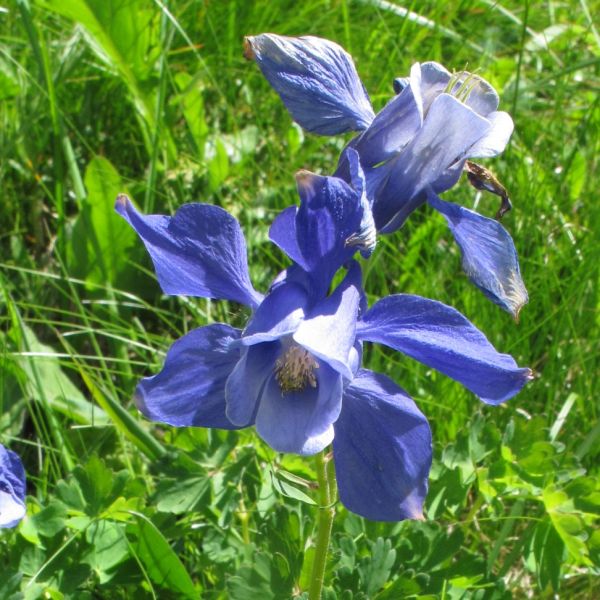 Alpen-Akelei – Aquilegia alpina
