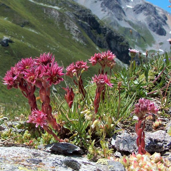 Cobwebbed Houseleek – Sempervivum montanum
