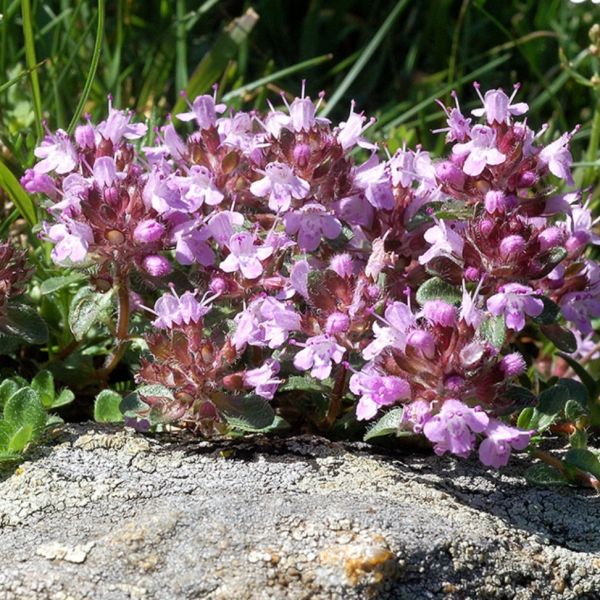 Winter Thyme – Thymus hyemalis
