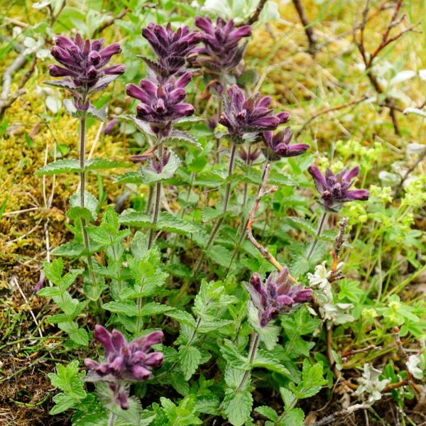 Alpenhelm – Bartsia alpina