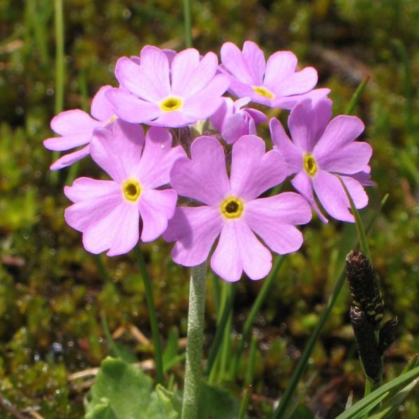 Mehlprimel – Primula farinosa